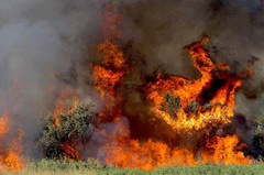 فرماندار دستور داد: بررسی کارشناسی علل آتش‌سوزی پارک بمو در شیراز